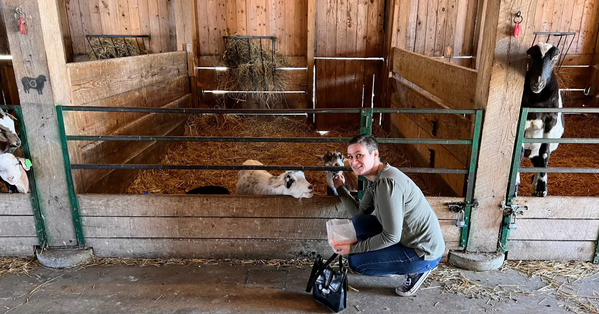 A photo of Jamie White in a stable feeding two goats.