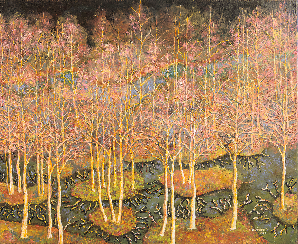 Bouleaux en zone humide