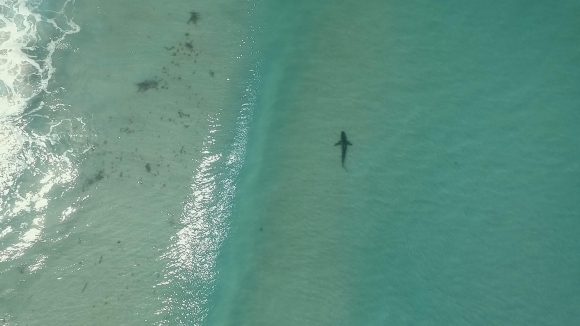 shark-spotters3-1