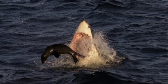 offshore-sharks