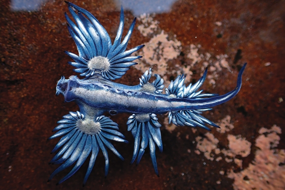Blue-Dragon