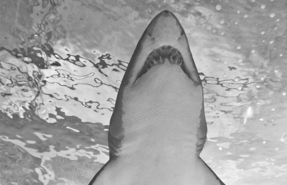 great-white-shark-by-Patrick-Brinksma