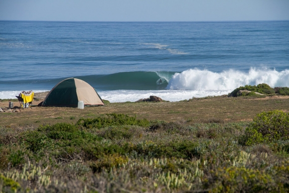 Ant-Fox---surfafrica