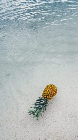 pineapple-supply-co