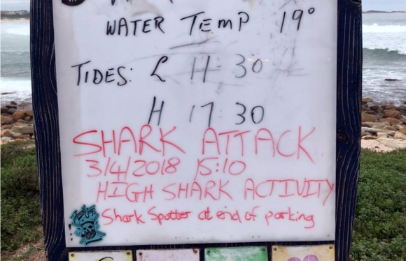 shark-seal-4-point-2
