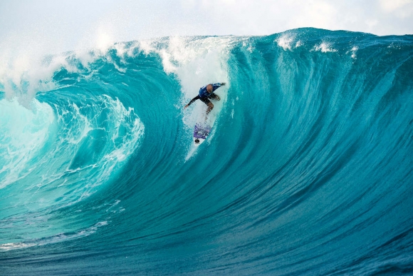 Hedge-Tahiti14WHS115