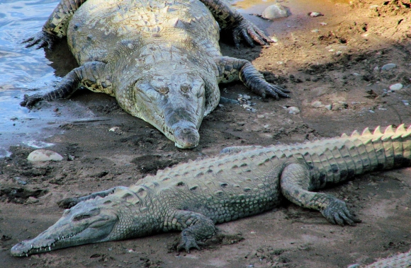 CrocodileCostaRica