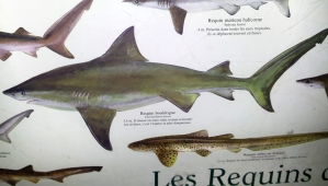 requinbouledoug