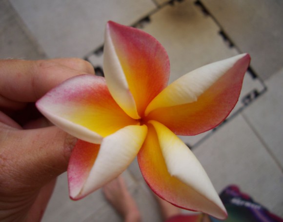 Frangipani