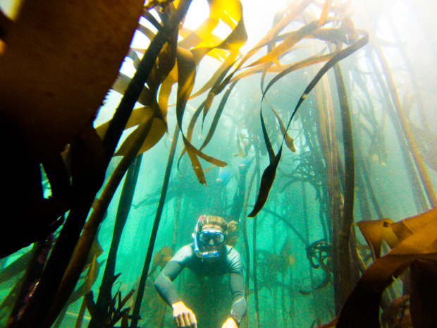Free diving off False Bay with my GoPro camera I got off Gumtree.