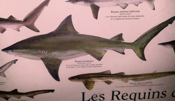 stleu-requinbouledoug1024