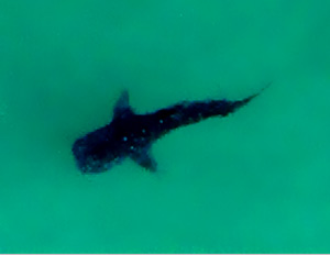 aerial_whaleshark2
