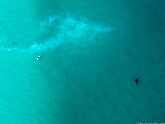 aerial_whaleshark3