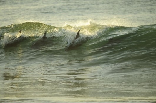 Dolphins_in_early_morning_sun