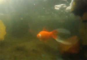 orange-fish