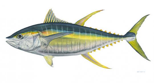 thumb_yellowfin_tuna1