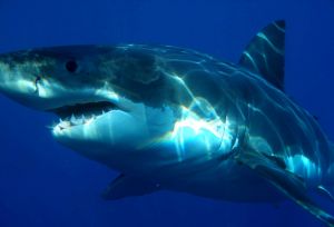 white_shark