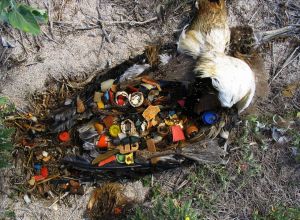 Litter_hurts_big_albatross-