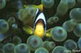 A special moment captured of a feisty clownfish in the Red Sea.