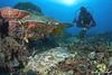 A diver observes a strange and beautiful wobbegong shark who is waiting to ambush prey, Radja Ampat.