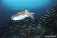 Cuttlefish swims off while displaying colours that change constantly, Radja Ampat.