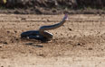 We werent sure what snake this was but Sam recons that black mambas can move at 10m a second. Photo: Peter Lambert.