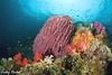 Nature conducts supreme creativity to decorate a reef in Radja Ampat.