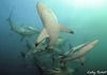 The great dance of the blacktips sharks in Aliwal Shoal, Durban. Another species with no protection in South Africa.