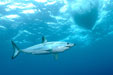 Shortfin mako, the fastest shark in our waters, swims calmly among us in warm water 25 miles SW of Cape Point. Photo: