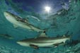 Blacktip reef sharks swimming in the sunshine. Photo: Cheryl-Samantha Owen/Save Our Seas Foundation