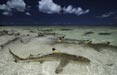 Blacktip reef sharks patrol the inshore waters off the Aldabra Atoll. Photo: Cheryl-Samantha Owen/Save Our Seas Foundation