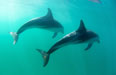 Buzz out of hout bay harbour and see a pod of about 150 dusky dolphins. Photo: Peter Lambert