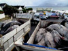 The whales were shot by police carrying rifles, and dumped into council trucks. It was horrible. Photo: Charles Didcott