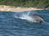 A bottlenosed dolphin with some moves. Photo: Barry Tuck