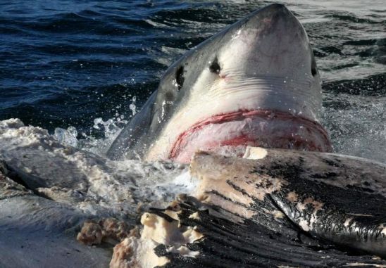 Distinct upper jaw protrusion - used to bite down deep and then saw off crescent shaped chunks of blubber. Photo: Alison Kock / SOSF