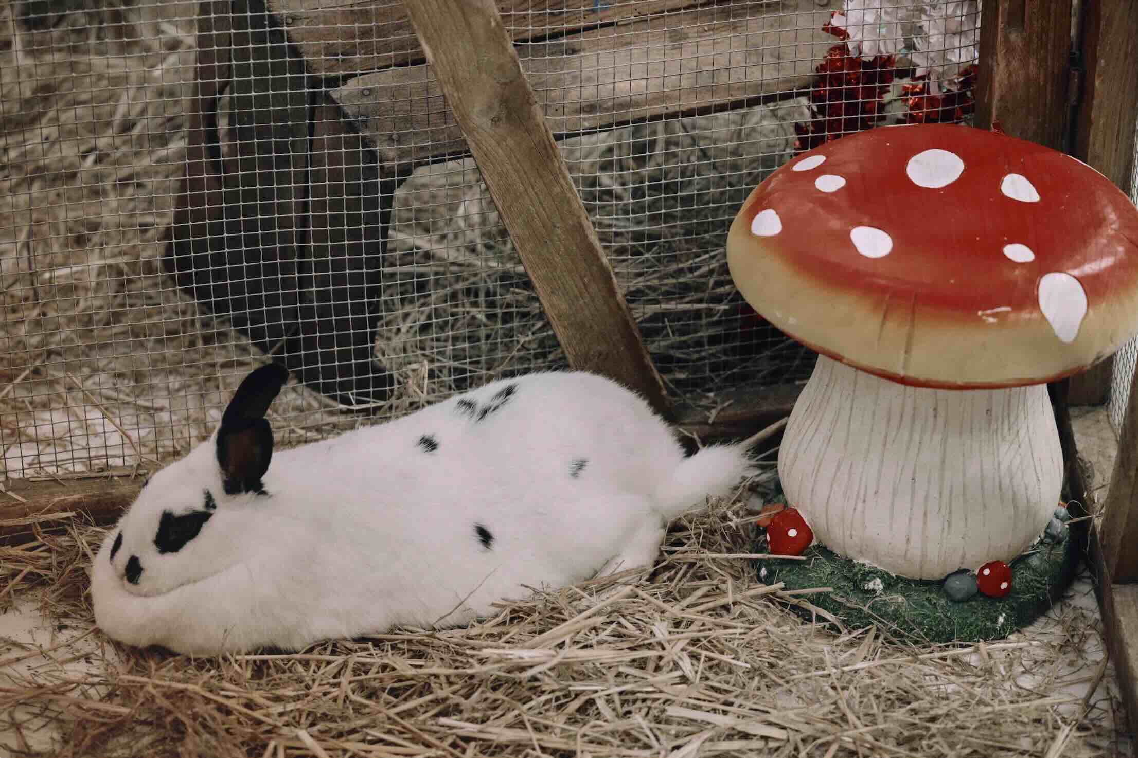 Arbre de Noël d’entreprise immersif : un événement sur mesure