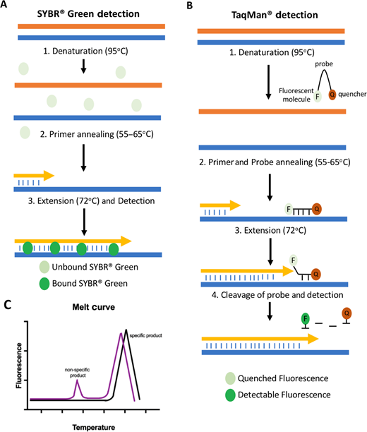 The Basics of Reverse Transcription PCR (RT-PCR)