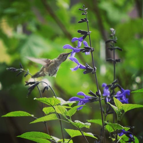 A humming bird drinking nectar from a blue flower on a salvia plant.