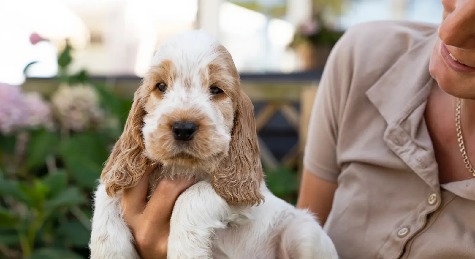 Cocker spaniel puppy with white and brown fur held by a woman in an outdoor garden.
