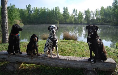 La Compagnie de Chiens