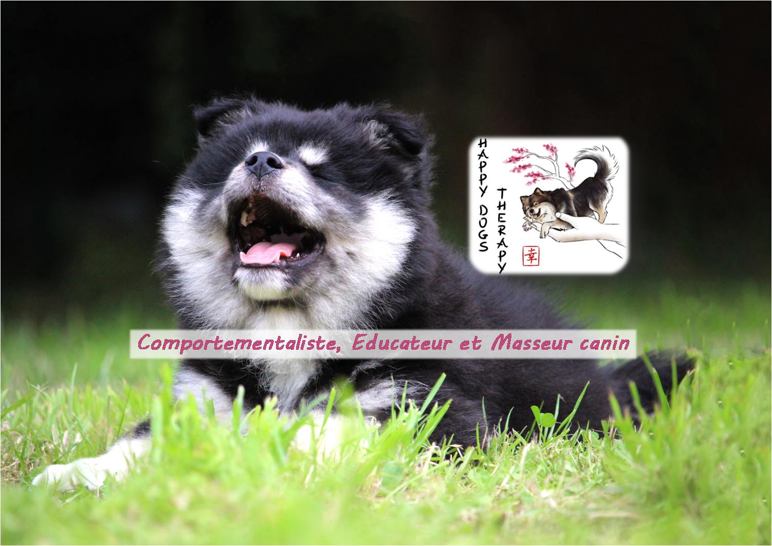 Happy Dogs Therapy à Mohon