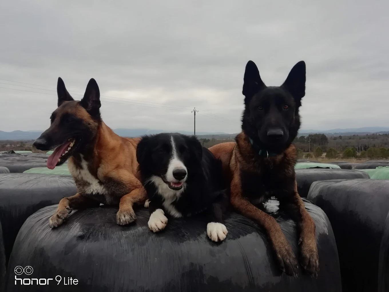 Obéissance-Ô-Poils