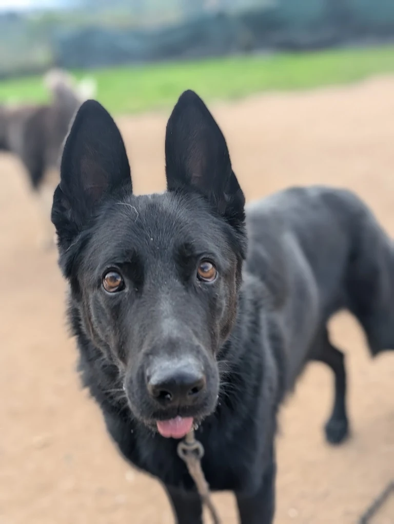 Les Canidés Du Lyonnais