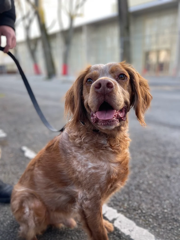 CANEM - Berry - Éducation canine