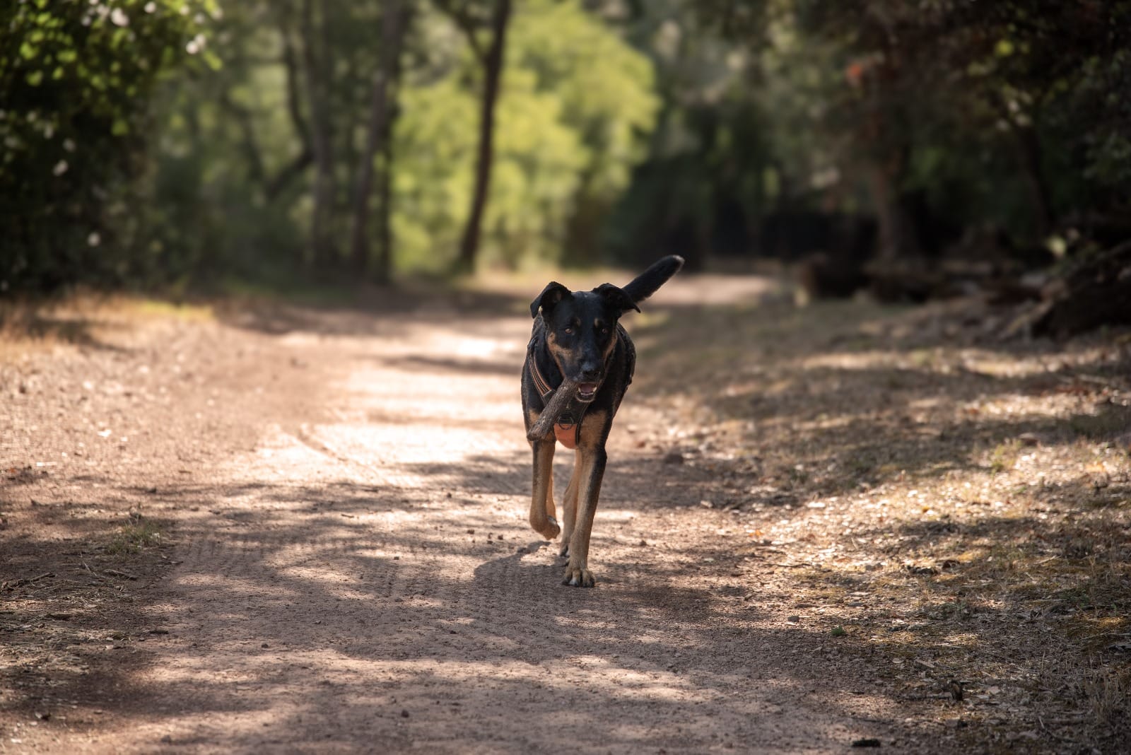 Parle avec ton chien