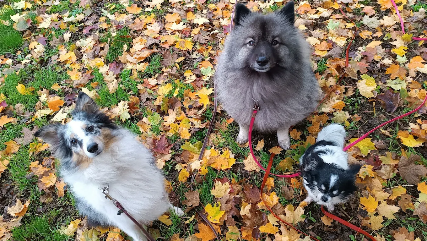 Amicalement Canin à Lucé