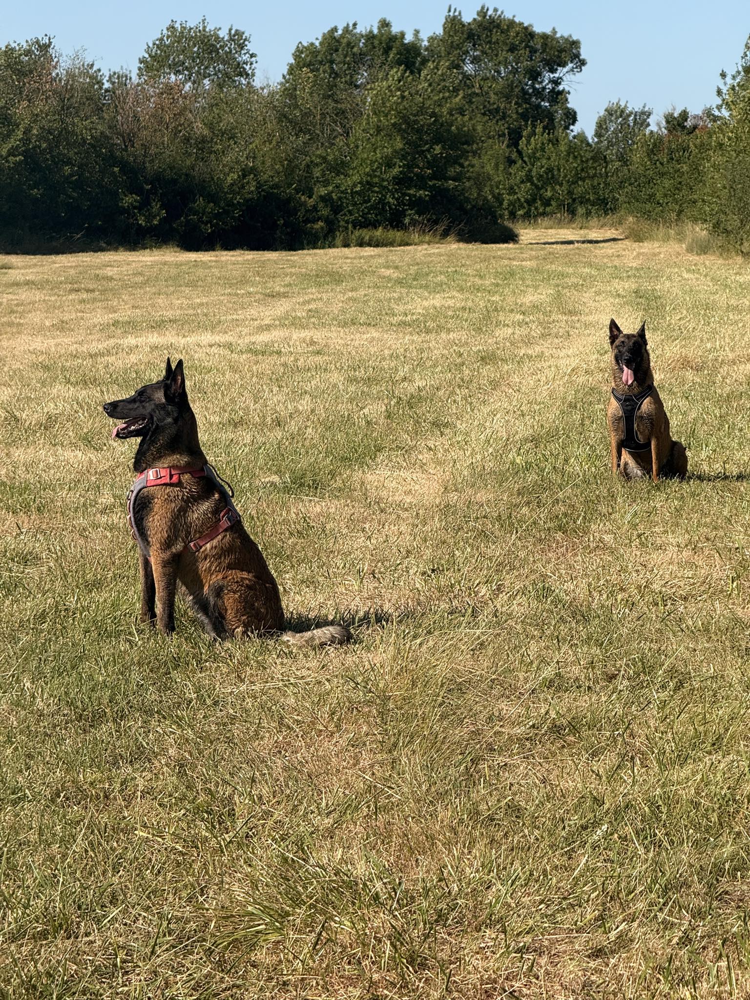 Livia - Guid’Animale