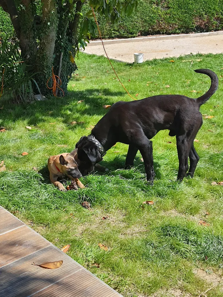 Smiling Dog à Tintry