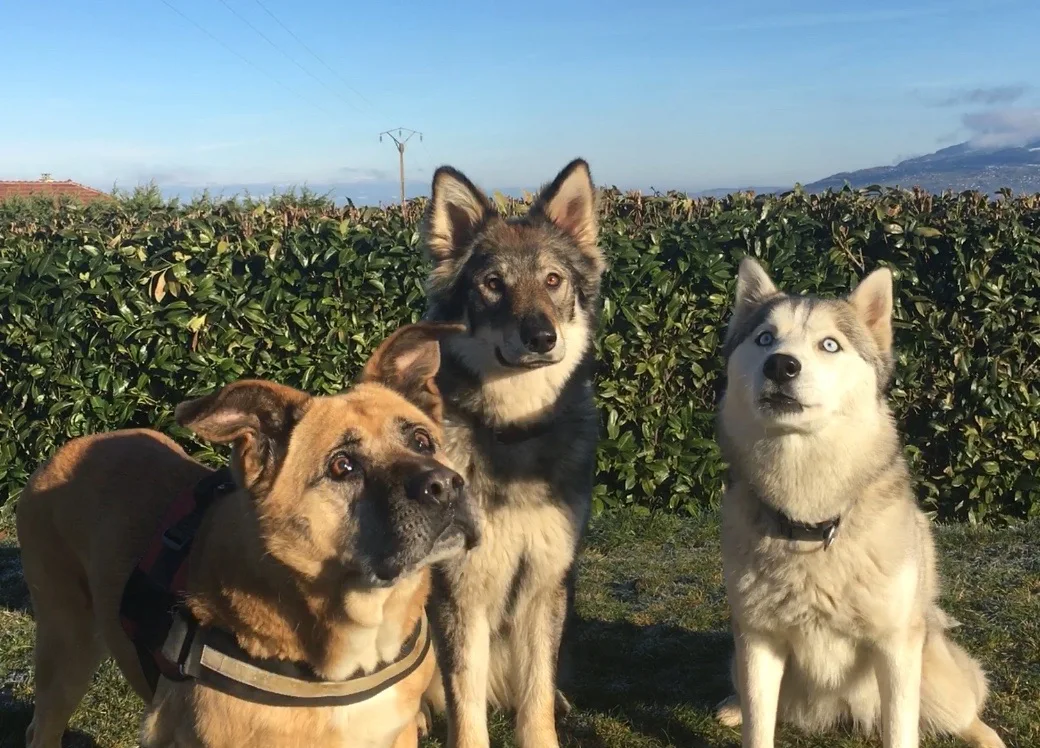 Mont-Blanc Dog Center