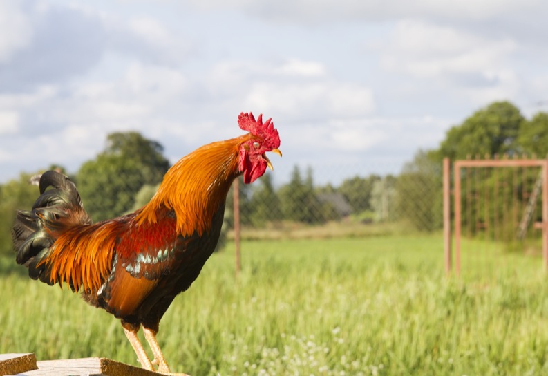 Creativity in the Year of the Rooster